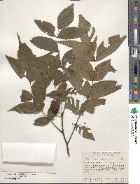 Platycarya strobilacea image