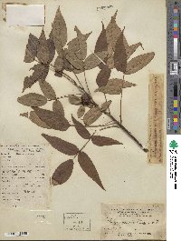 Platycarya strobilacea image