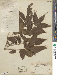 Platycarya strobilacea image