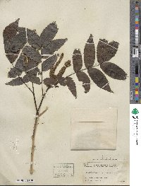 Platycarya strobilacea image