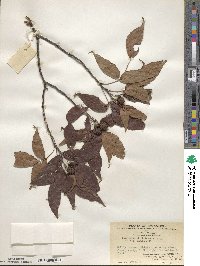 Platycarya strobilacea image