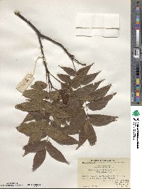 Platycarya strobilacea image