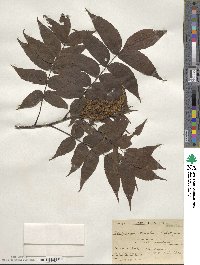 Platycarya strobilacea image