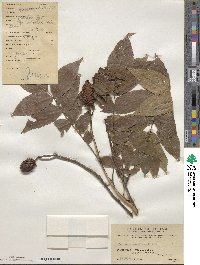 Platycarya strobilacea image