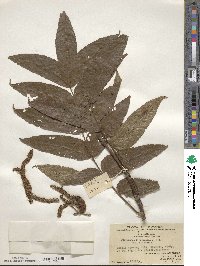 Platycarya strobilacea image