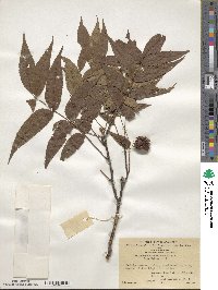 Platycarya strobilacea image