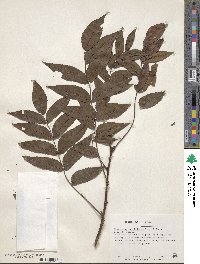 Platycarya strobilacea image