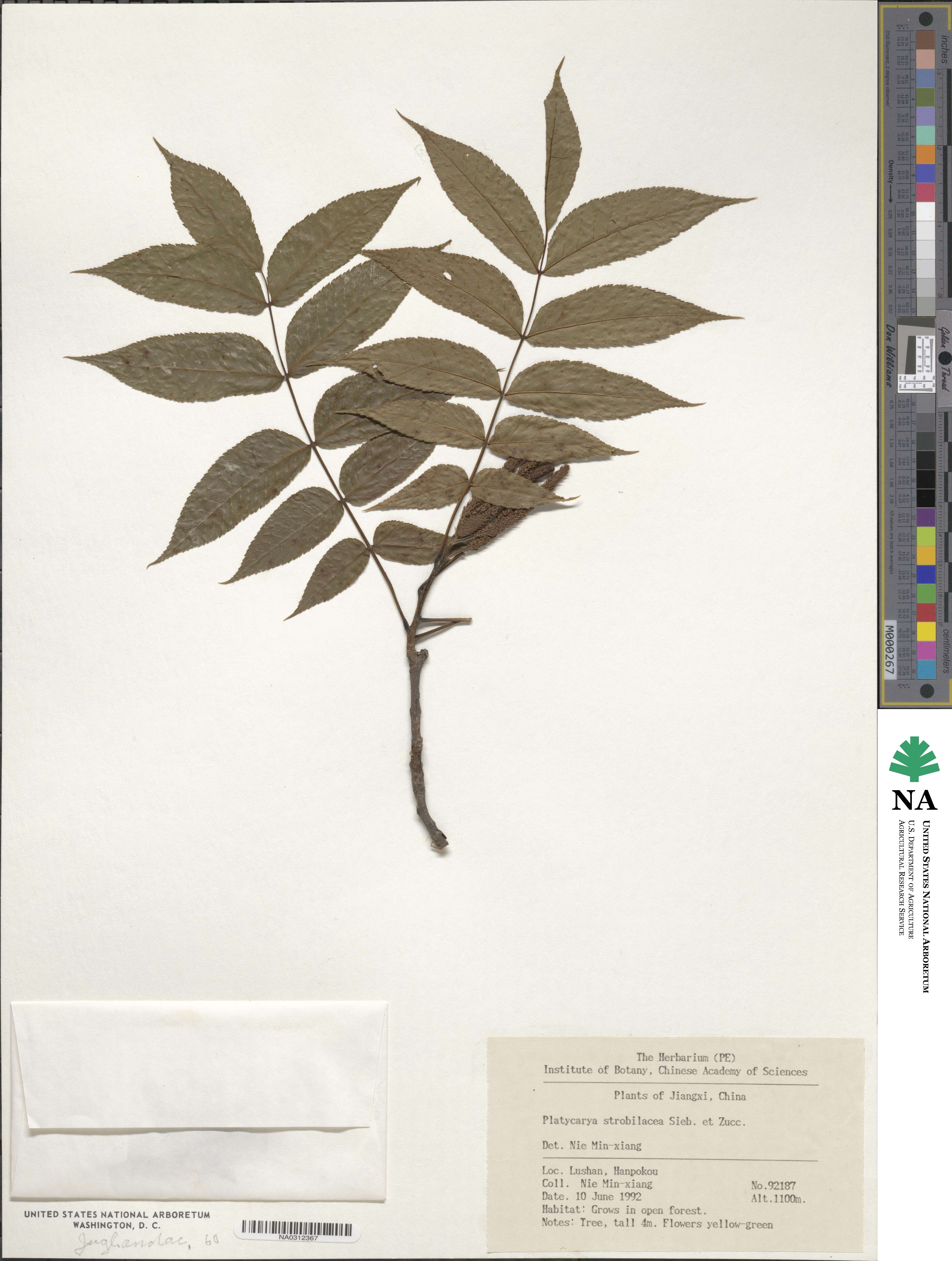 Platycarya strobilacea image