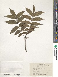 Platycarya strobilacea image