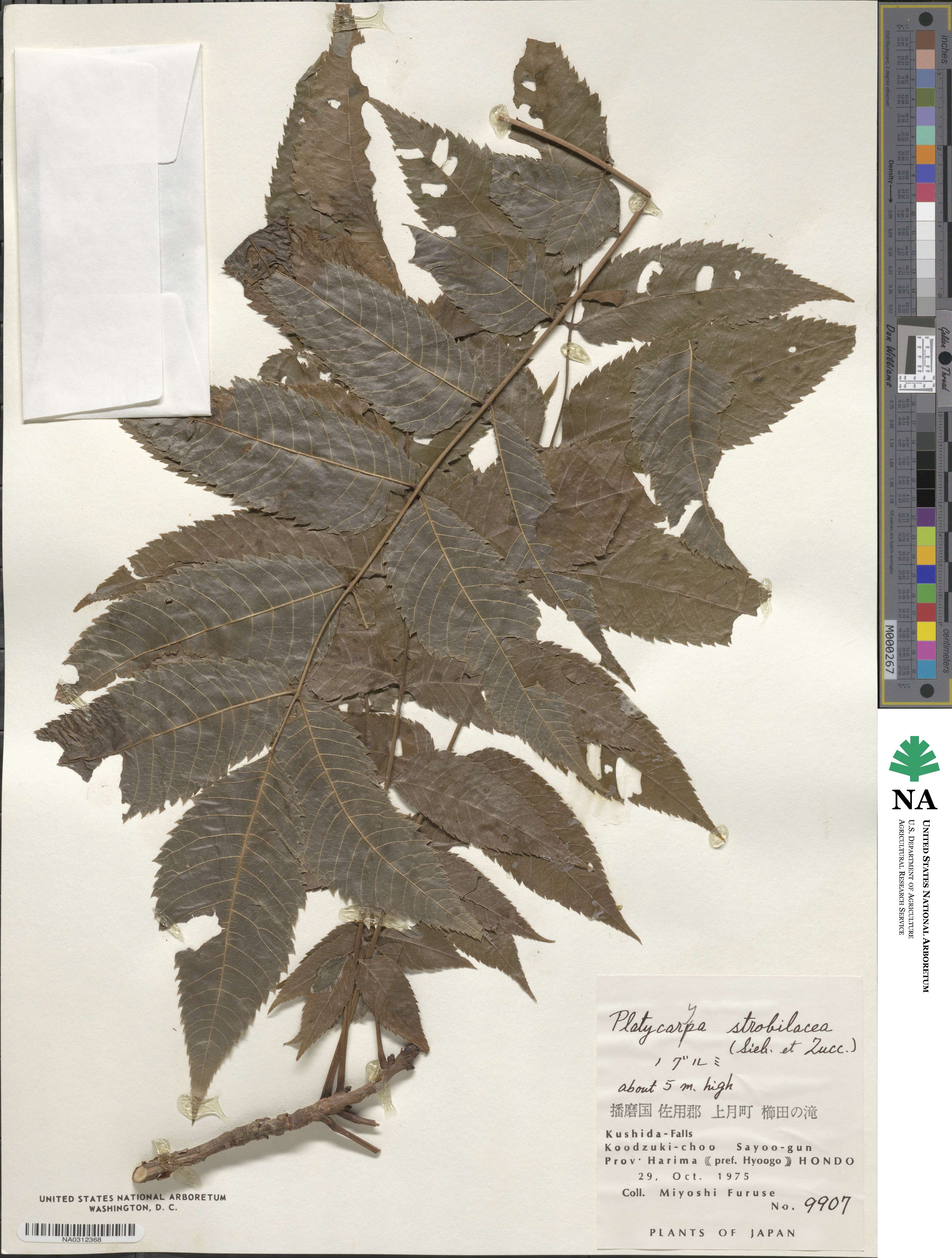 Platycarya strobilacea image