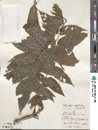 Platycarya strobilacea image