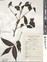 Platycarya strobilacea image