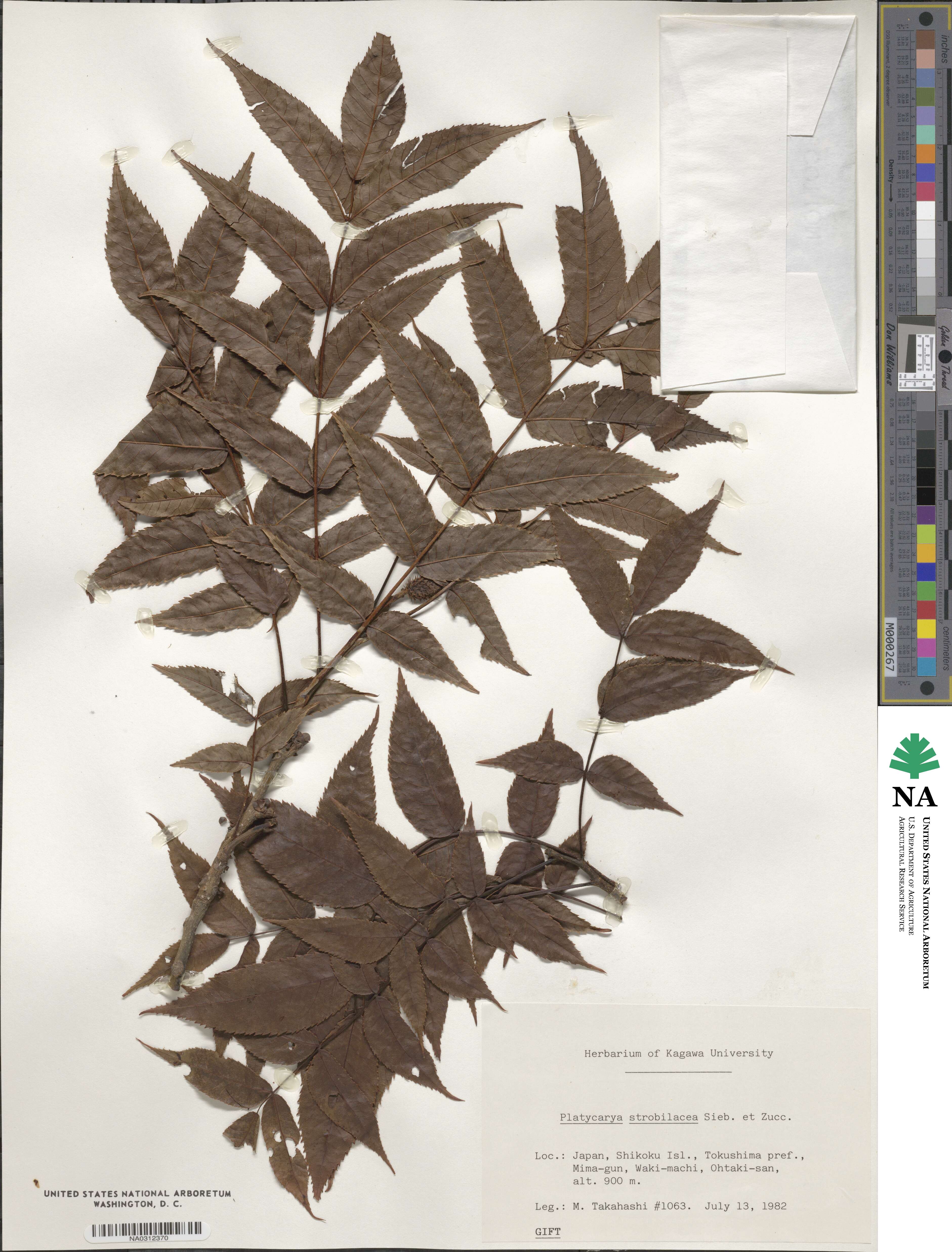 Platycarya strobilacea image