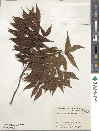 Platycarya strobilacea image