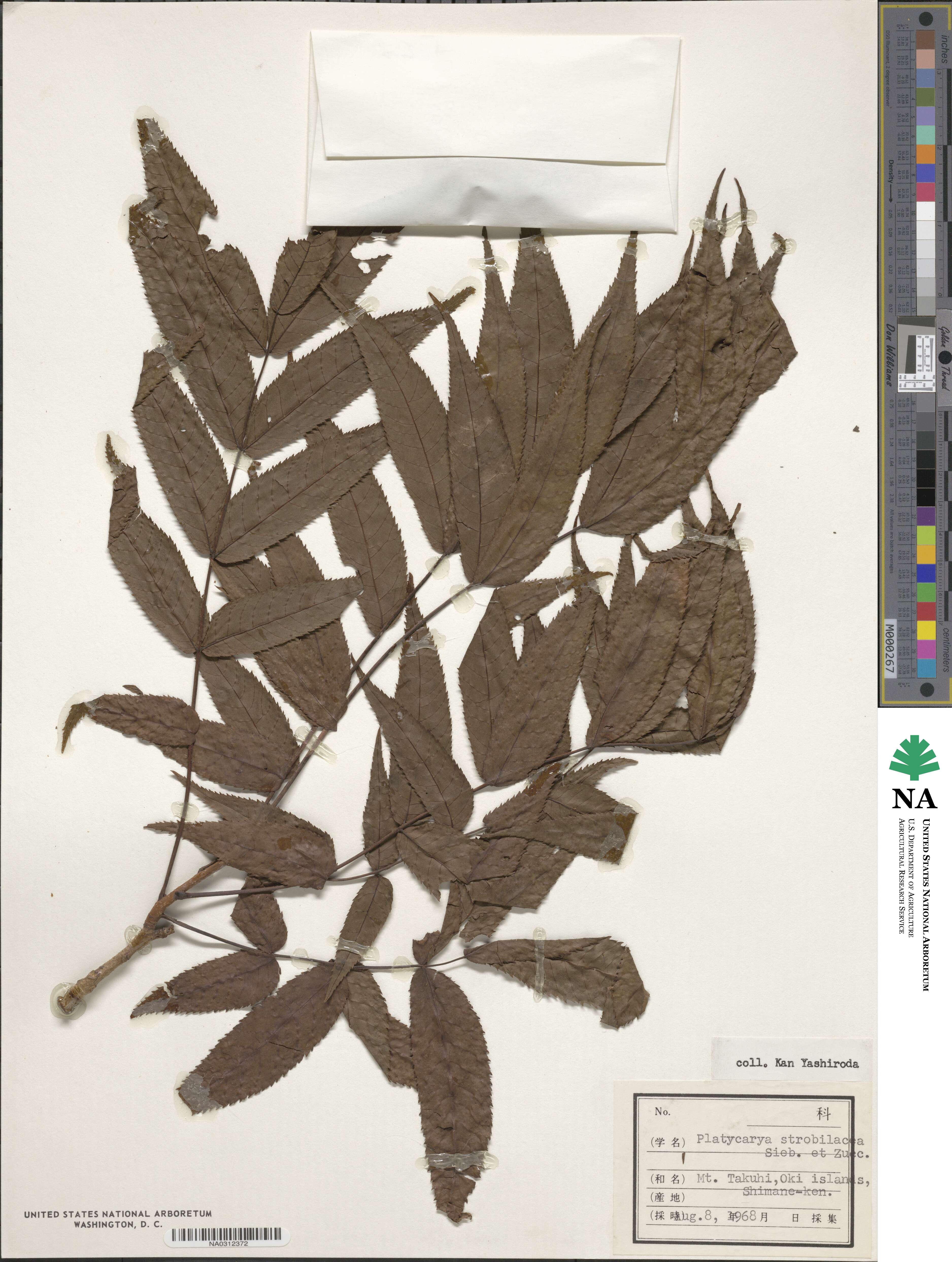 Platycarya strobilacea image