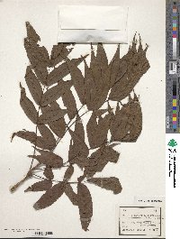 Platycarya strobilacea image