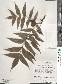 Platycarya strobilacea image