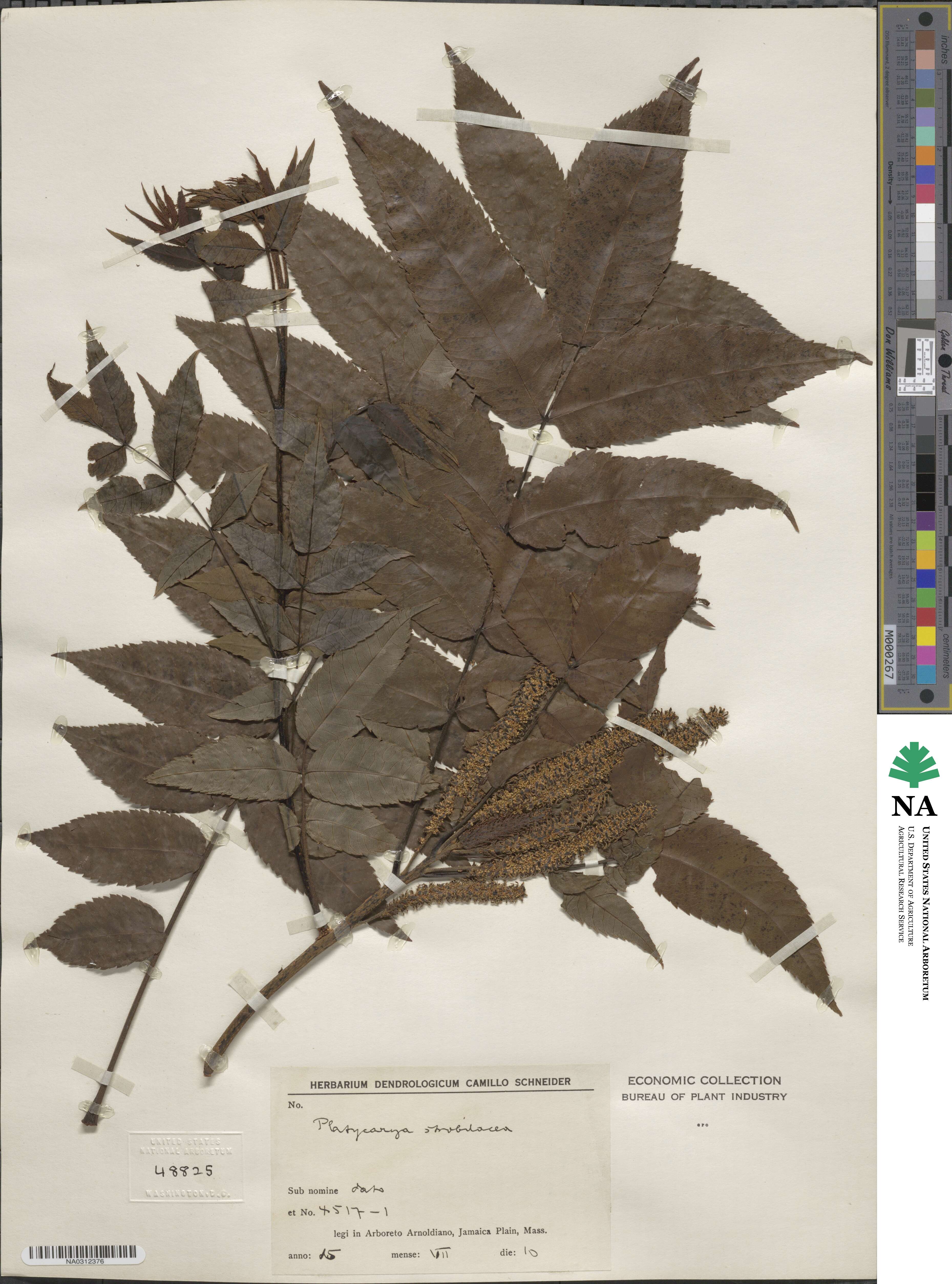 Platycarya strobilacea image