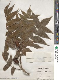 Platycarya strobilacea image