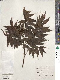 Platycarya strobilacea image