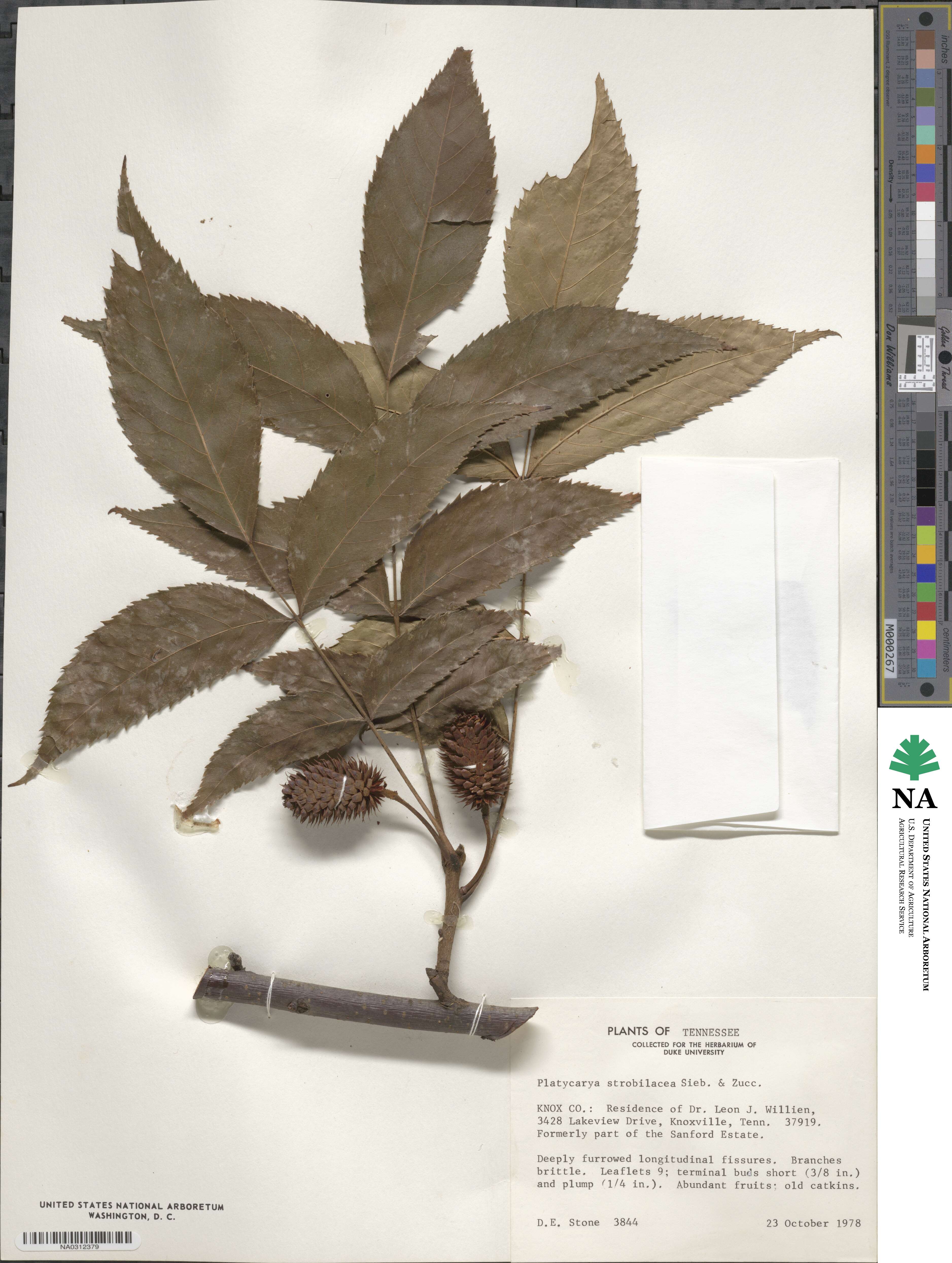 Platycarya strobilacea image