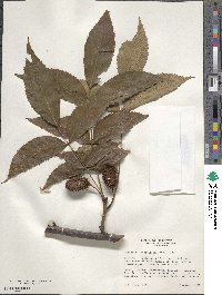 Platycarya strobilacea image