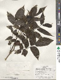 Platycarya strobilacea image