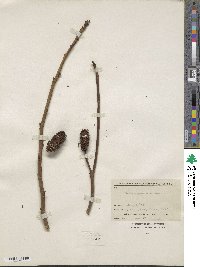 Platycarya strobilacea image