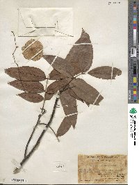 Cyclocarya paliurus image