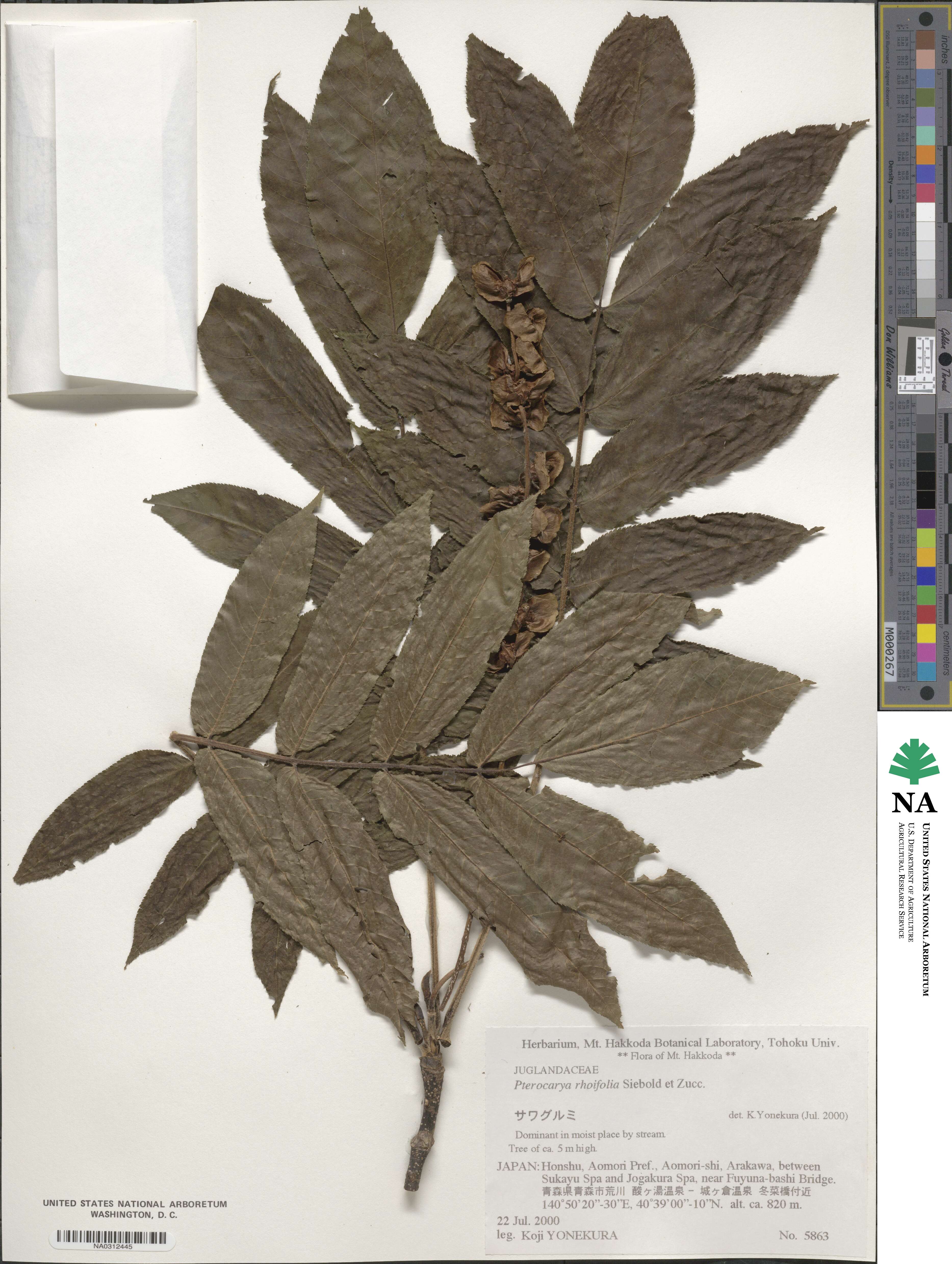 Pterocarya image