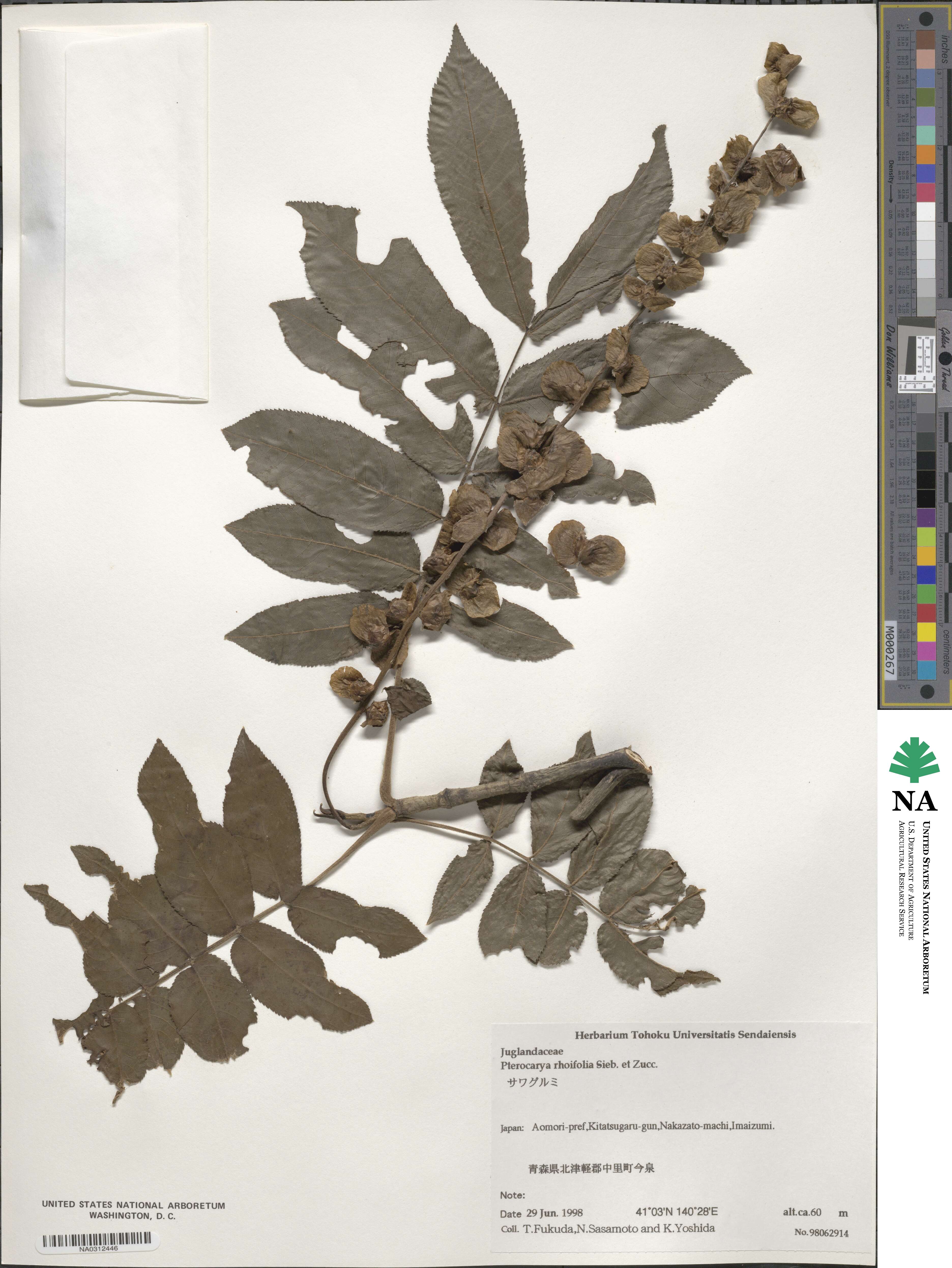 Pterocarya image