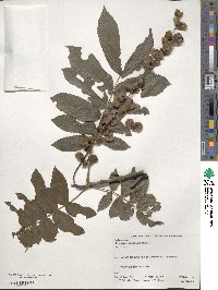 Pterocarya rhoifolia image