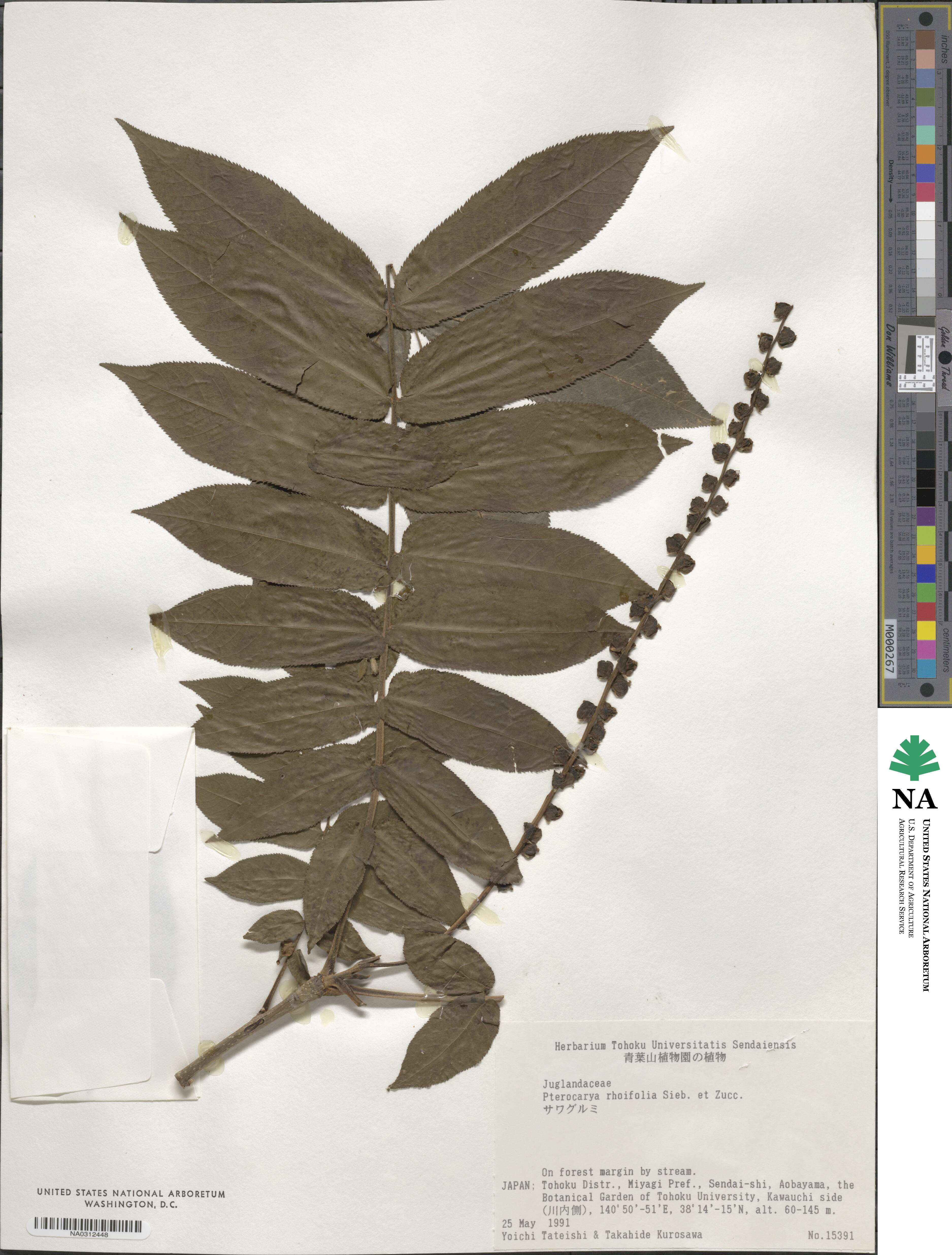 Pterocarya image