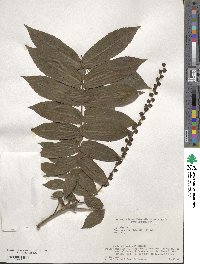 Pterocarya rhoifolia image