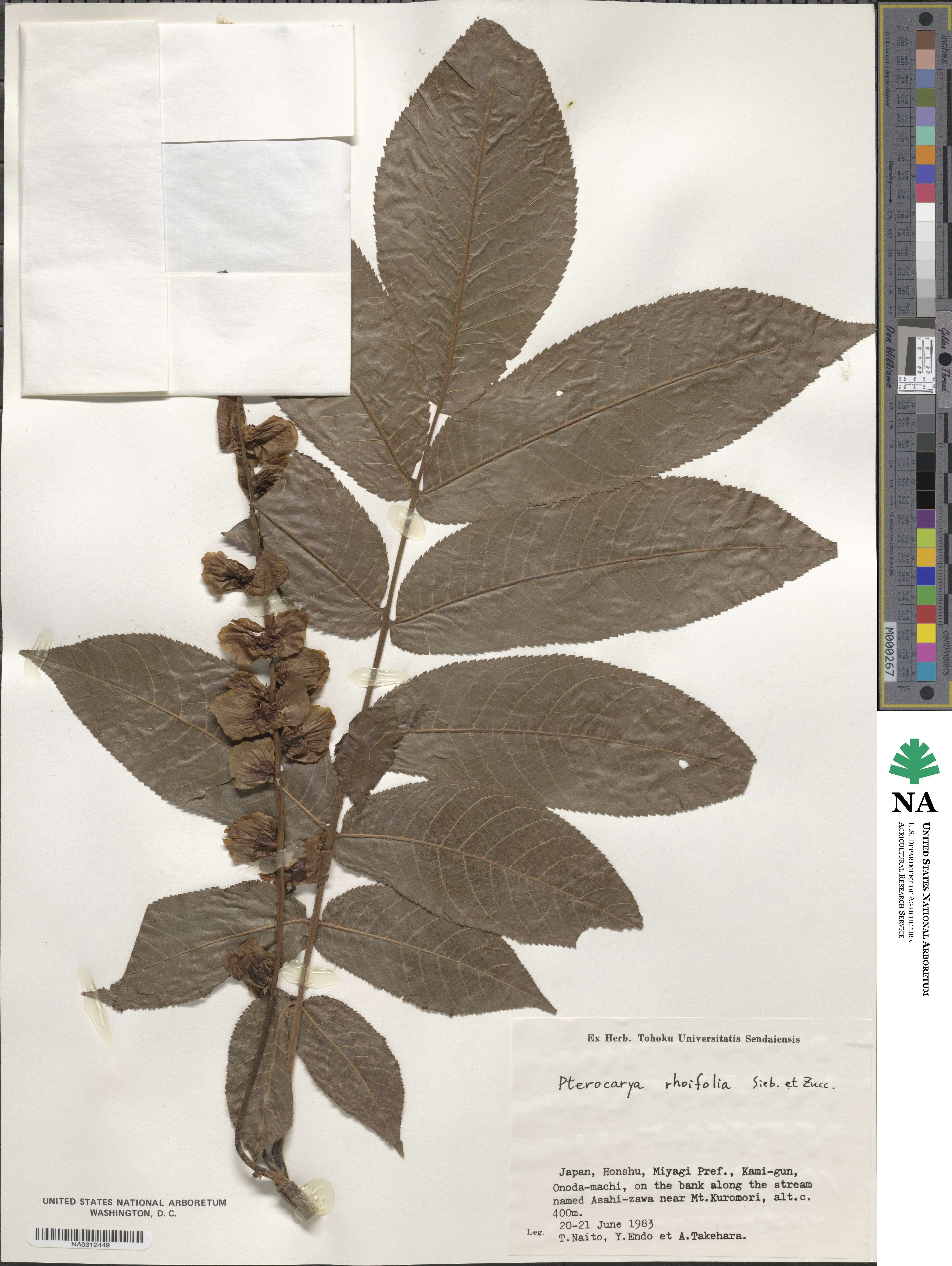 Pterocarya image