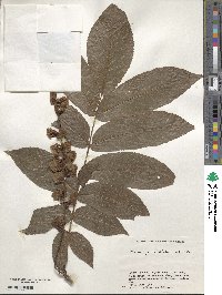 Pterocarya rhoifolia image