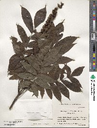 Pterocarya rhoifolia image