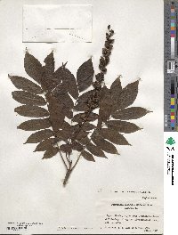 Pterocarya rhoifolia image