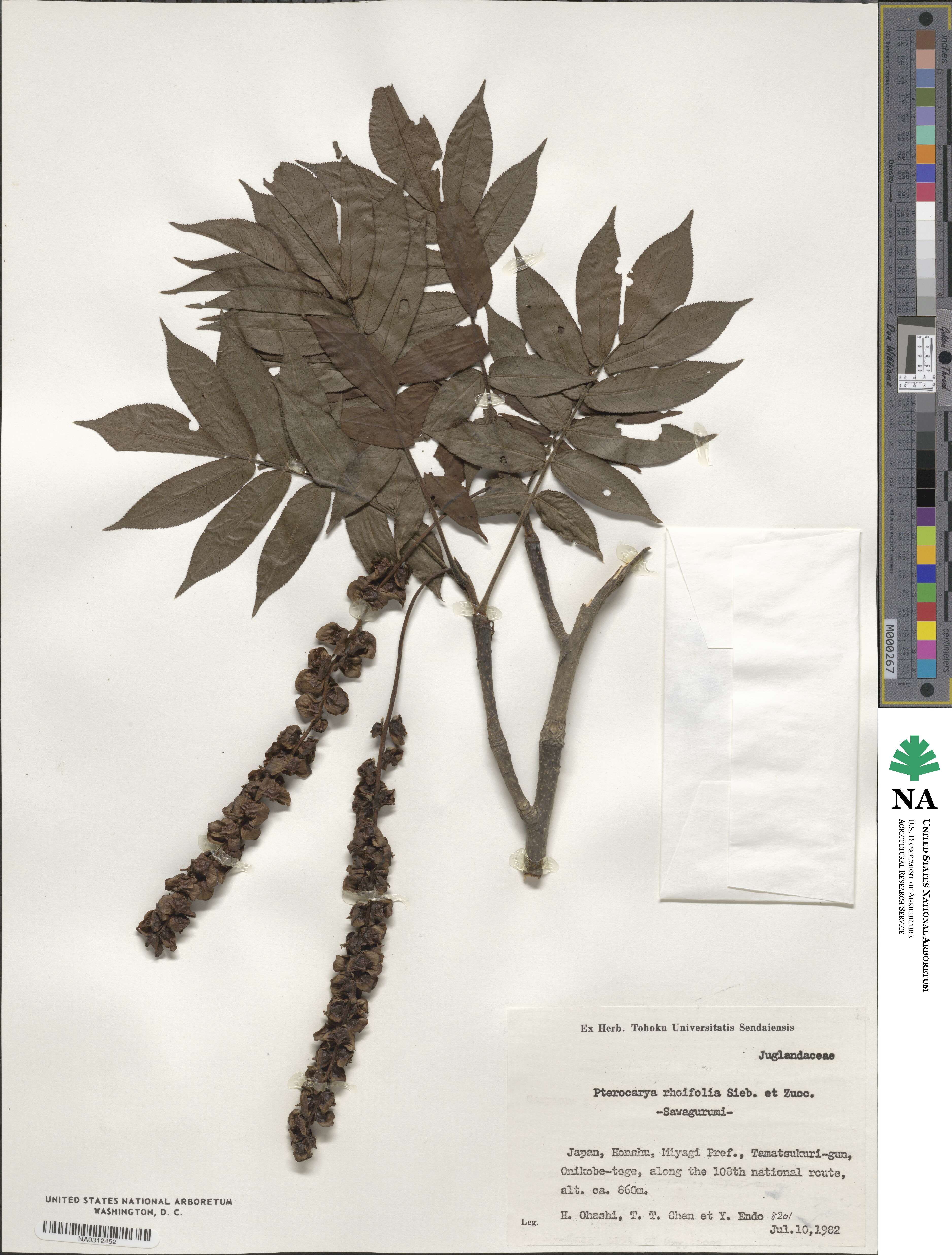 Pterocarya image