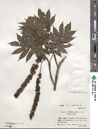 Pterocarya rhoifolia image