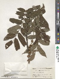 Pterocarya rhoifolia image