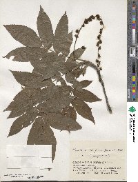 Pterocarya rhoifolia image