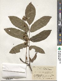 Pterocarya rhoifolia image