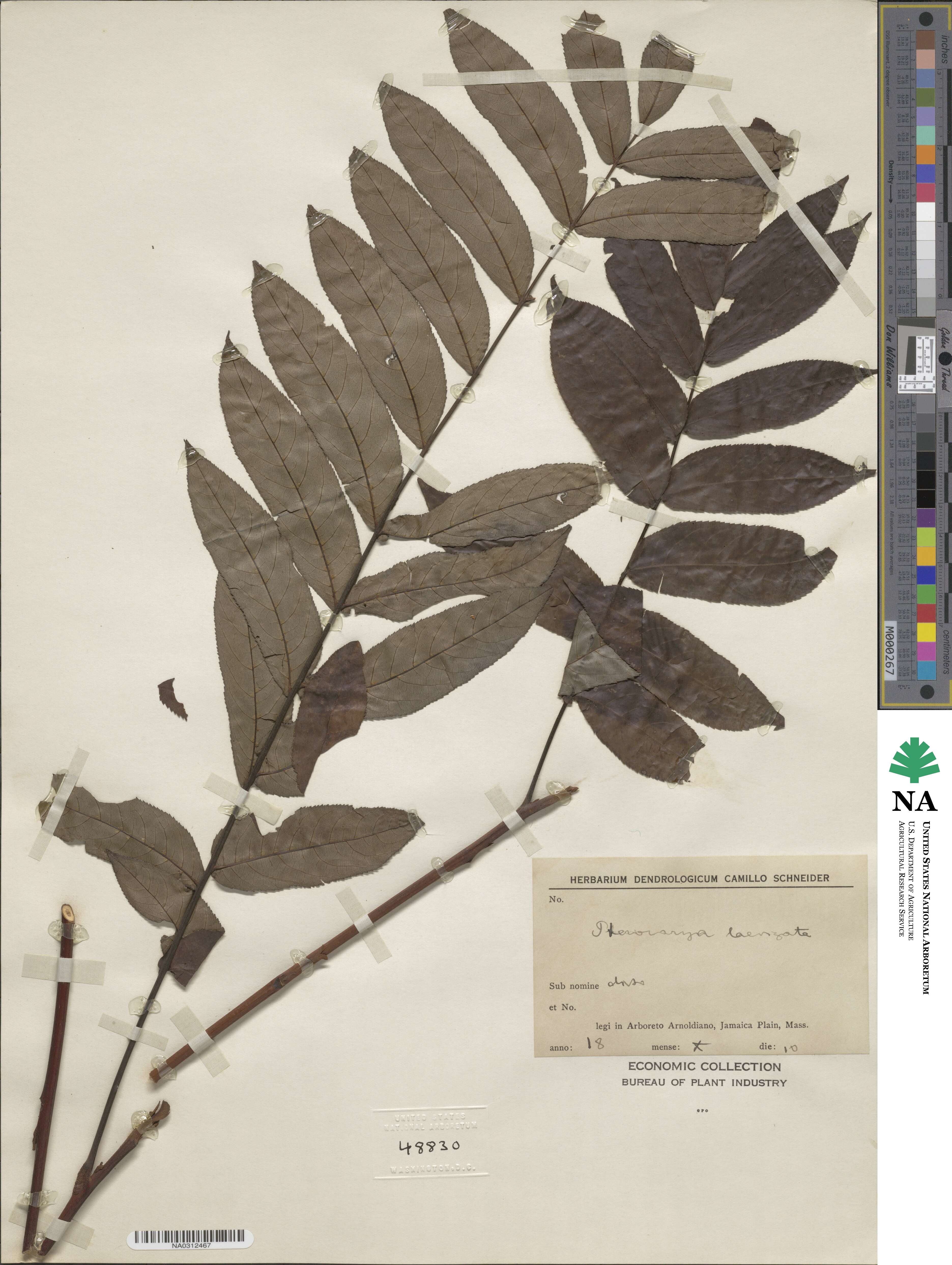 Pterocarya image