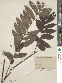 Pterocarya stenoptera image