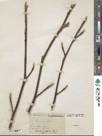 Pterocarya rhoifolia image