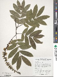 Pterocarya stenoptera image