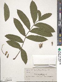 Pterocarya stenoptera image