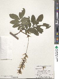 Pterocarya stenoptera image