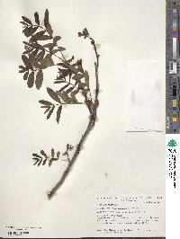 Pterocarya stenoptera image